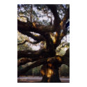 Angel Oak Canvas Print