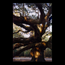 Angel Oak Canvas Print