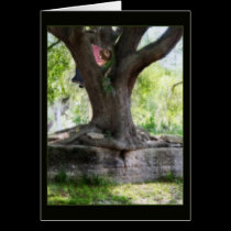 Angel Oak cards