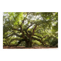 Angel Oak Tree ~ Johns Island, South Carolina posters