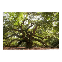 Angel Oak Tree ~ Johns Island, South Carolina posters by aimeemurphy21 Angel Oak Tree ~ Johns Island, South Carolina posters
