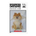 Angel Pomeranian Postage Stamps