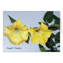 Angel Quote Card