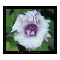 Angel Trumpet posters by craftworker Angel Trumpet posters