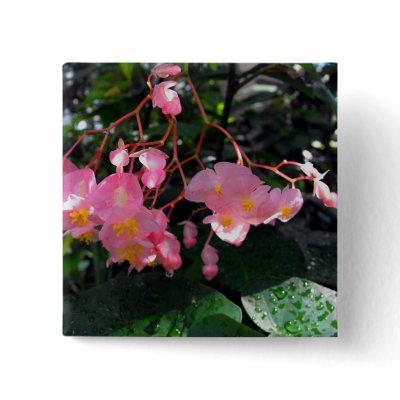Angel Wing Begonias Pinback Button by WhiteOaksPhotos