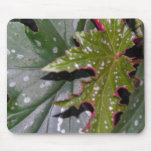 begonias, begonia mousepad, angel wing begonia,