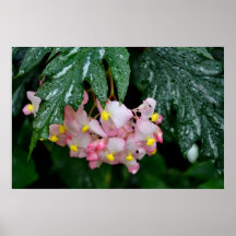 Angel-Wing Begonias Poster