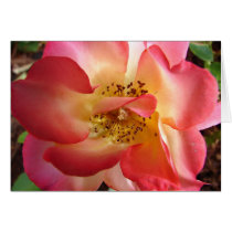 Angela'sRose cards