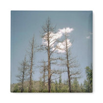 Angeles Forest magnets by quetzal323 Angeles Forest magnets