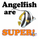 angelfish are super photo cut out