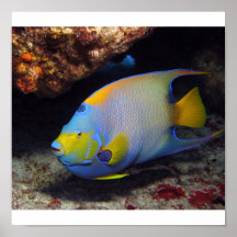 Angelfish de la reina posters