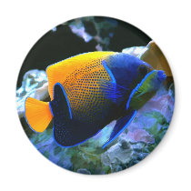 angelfish magnet by nefera angelfish magnet