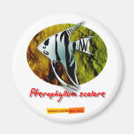Angelfish Magnet