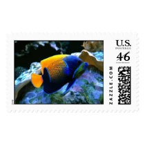 Angelfish painting  postage stamps