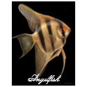 Angelfish Petite T-Shirt by twopurringcats Angelfish Petite T-Shirt