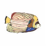 Angelfish Photo Cutout