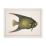 Angelfish Postcard - Style I