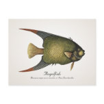 Angelfish Postcard - Style II