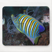 Angelfish real tapetes de ratones