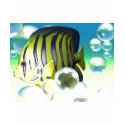 Angelfish Water Fantasy Shirts shirt