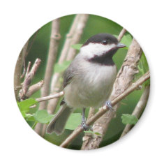 Angelic C. Chickadee Magnet magnet