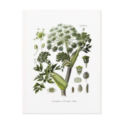 Angelica Postcard by Botany_Boy
