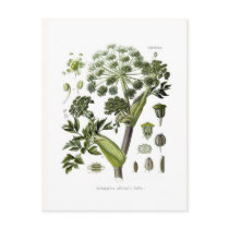 Angelica Postcard