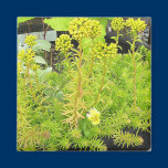 Angelina Sedum Gift Magnet magnets