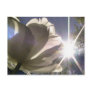 angelique tulip postcards