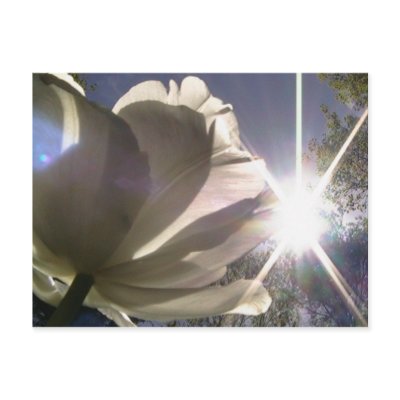 angelique tulip postcards by starandrea