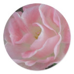 Angelique Tulip stickers