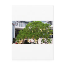 Angel's Trumpet in California Postcards