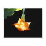 Angel's Trumpet Post Cards