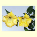 Angels Trumpet postcard postcards
