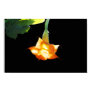Angel's Trumpet Posters
