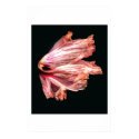 Angel's Wing posters by apresimage Angel's Wing posters