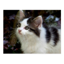 Angels With Whiskers (kitten) Postcard