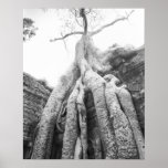 Angkor Cambodia, Tree Ta Prohm