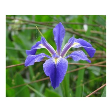 Angle-pod Blue Iris print