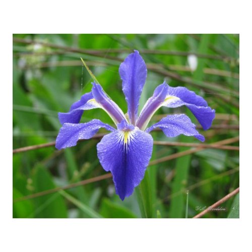 Angle-pod Blue Iris print