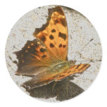 Angle Wing Comma Butterfly Sticker