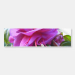 Angled Fuschia Bumper Sticker