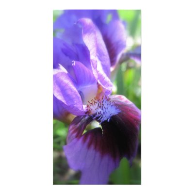 Angled Iris Photocard Custom Photo Card by ladyrae966