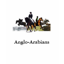 Anglo-Arabians t-shirts