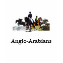 Anglo-Arabians Women's Shirt