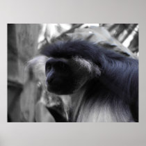 Angolan Black and White Colobus Monkey Posters