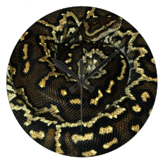 Angolan python for exotic pet lovers