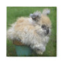 Angora Bunny Refrigerator Magnet