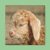Angora Goat Kid - Magnet magnets