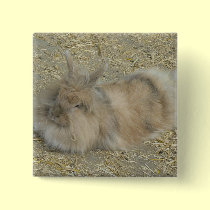 Angora rabbit buttons